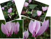 19th Sep 2016 - Collage of Cyclamen