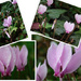Collage of Cyclamen by 365anne