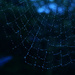 spiders web by ianmetcalfe
