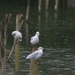 Three Gulls by padlock