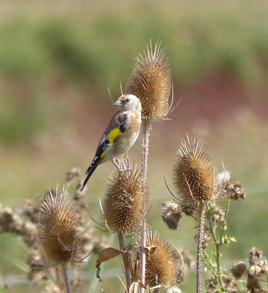 Juvenile Goldfinch on Teasel  by susiemc
