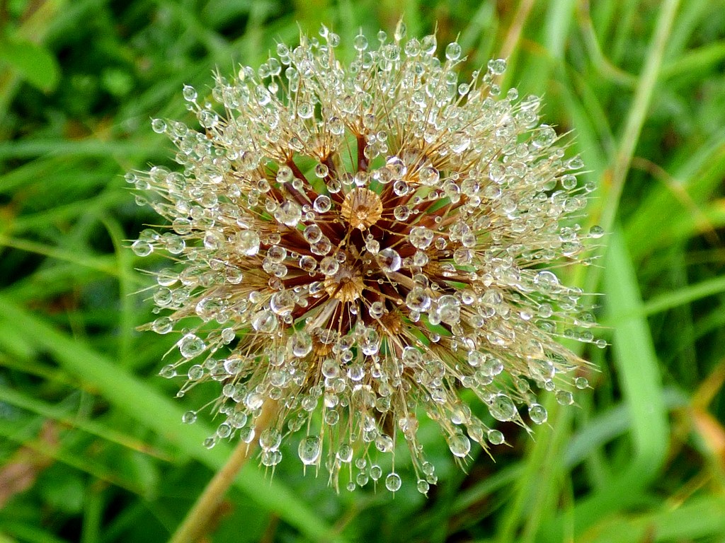 Raindrops on a seed head by julienne1