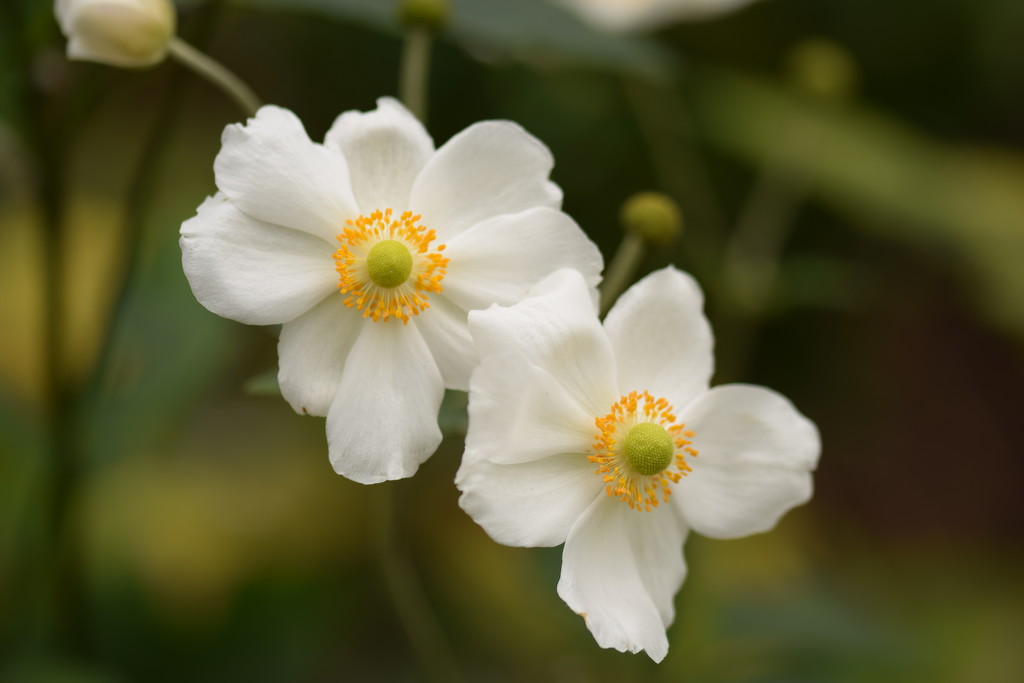 two white flowers by christophercox