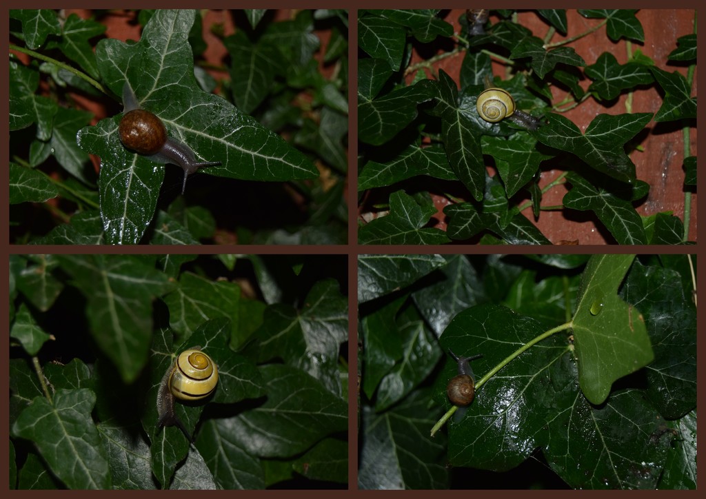 Snails in the rain by dragey74