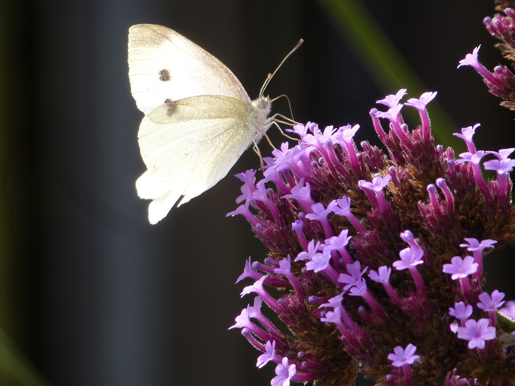These butterflys love the Verbena.... by snowy