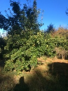 19th Sep 2016 - Pear Harvest