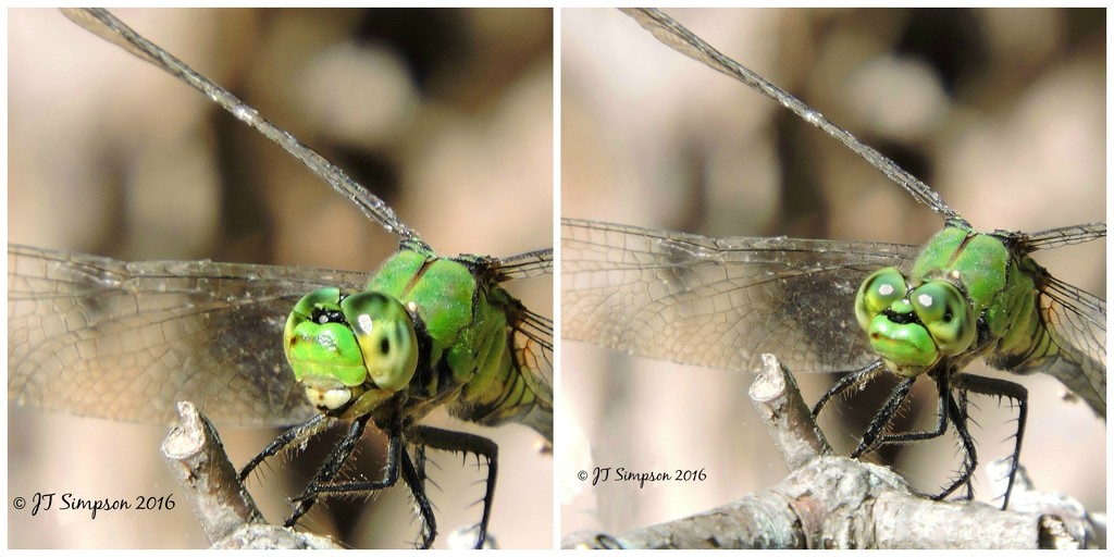 Dragonfly Jekyll  & Hyde Faces by soylentgreenpics