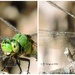 Dragonfly Jekyll  & Hyde Faces by soylentgreenpics