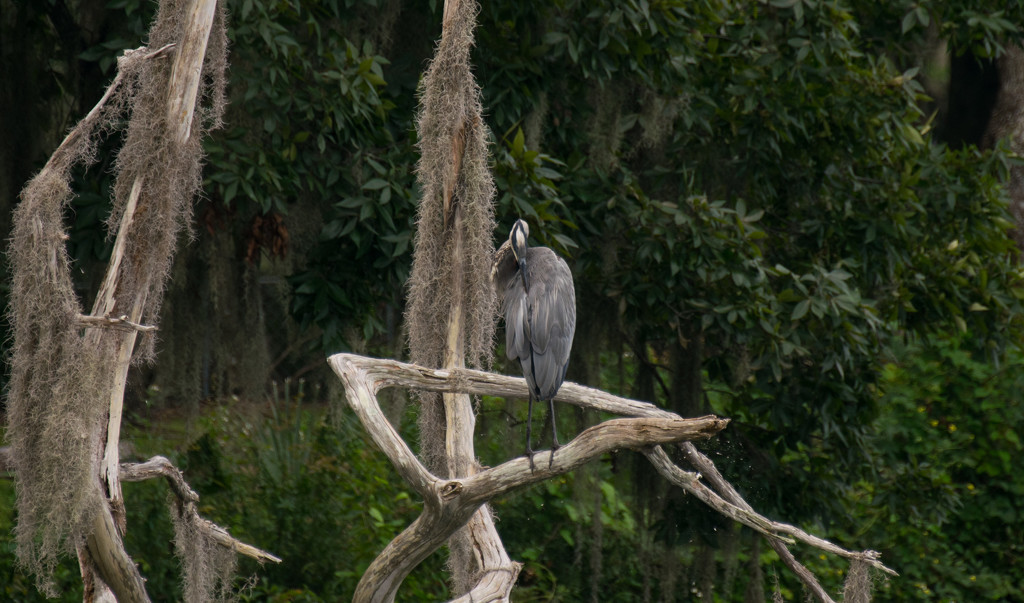Blue Heron in the Blue Heron Tree! by rickster549