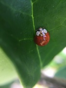 18th Sep 2016 - Lil ladybug