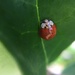 Lil ladybug by kdrinkie