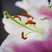 Lilies by tina_mac