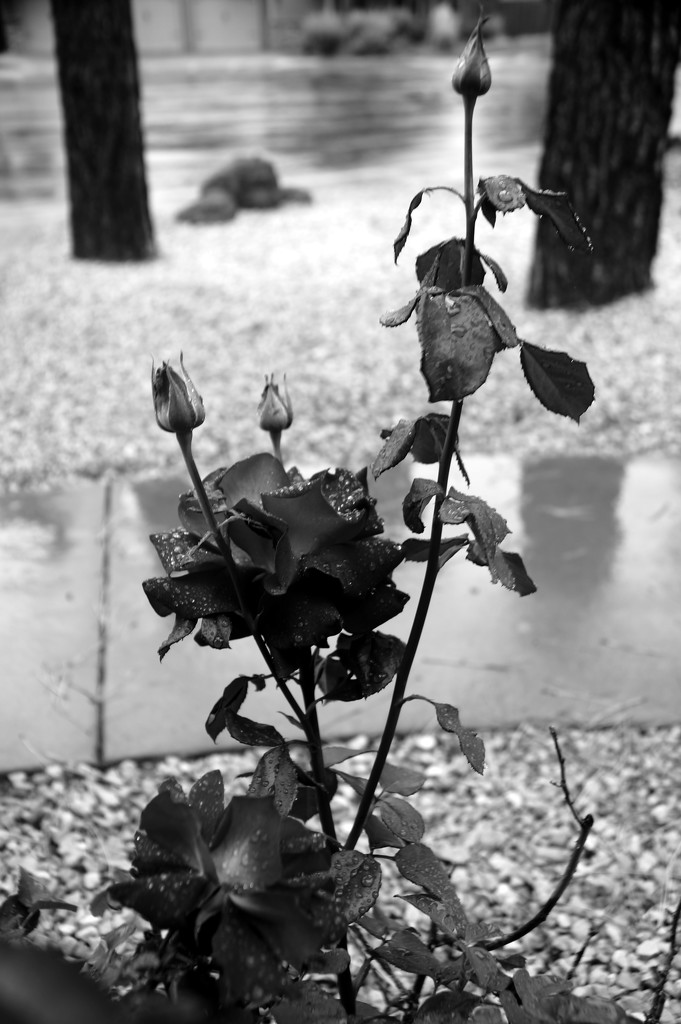 Roses and rain by joysabin