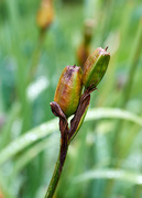 20th Sep 2016 - Iris Seed Head