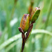 Iris Seed Head by gardencat