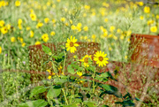 16th Sep 2016 - Texas wildflowers