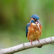 20th Sep 2016 - Kingfisher-disgorging food pellet