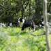 Shadow the Dog and Selective Focus by farmreporter