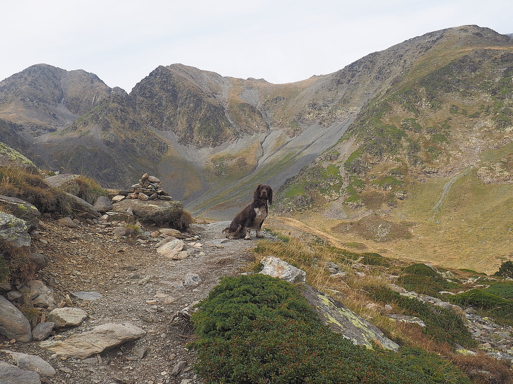 Jasper on the 'Circuit des 12 lacs du Carlit'.  by laroque