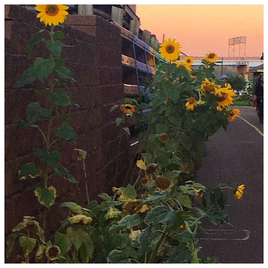 Morning Sunflowers by wilkinscd