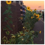 20th Sep 2016 - Morning Sunflowers
