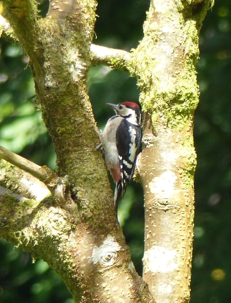 Greater Spotted Woodpecker (Juvenile) by susiemc