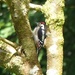 Greater Spotted Woodpecker (Juvenile) by susiemc