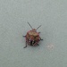 Mystery beetle by denidouble