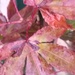 Acer leaf turning autumnal  by cataylor41