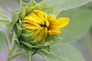 19th Sep 2016 - Sunflower Bud