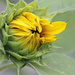 Sunflower Bud by gaylewood