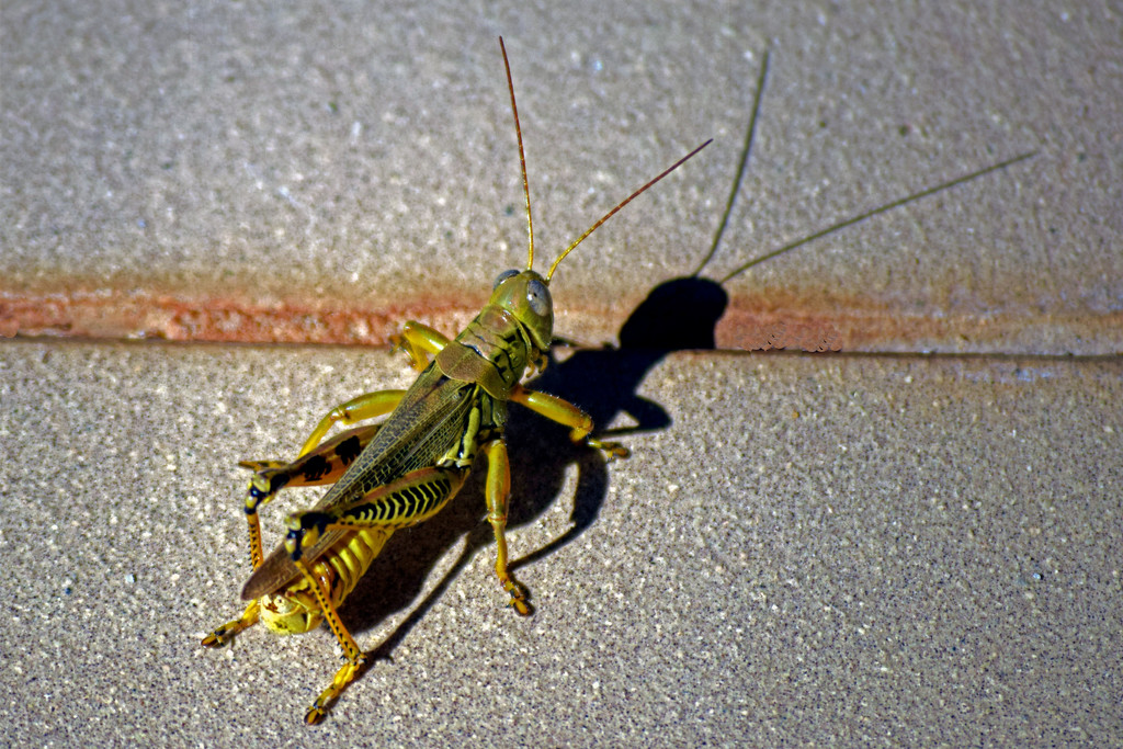Grasshopper by dsp2