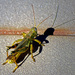 Grasshopper by dsp2
