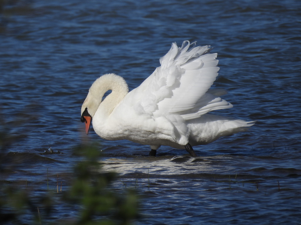 Wading swan by amyk