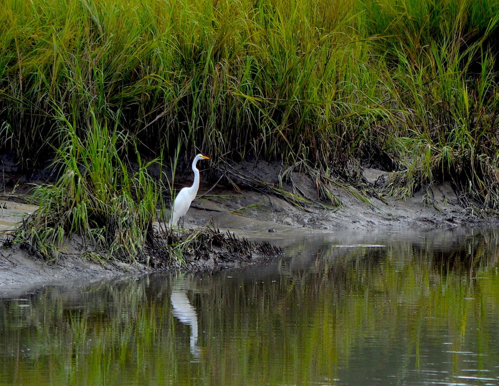 Egret by congaree