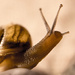 Yellow banded snail by novab