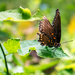 Battered Butterfly  by jae_at_wits_end