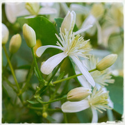 21st Sep 2016 - Sweet Autumn Clematis