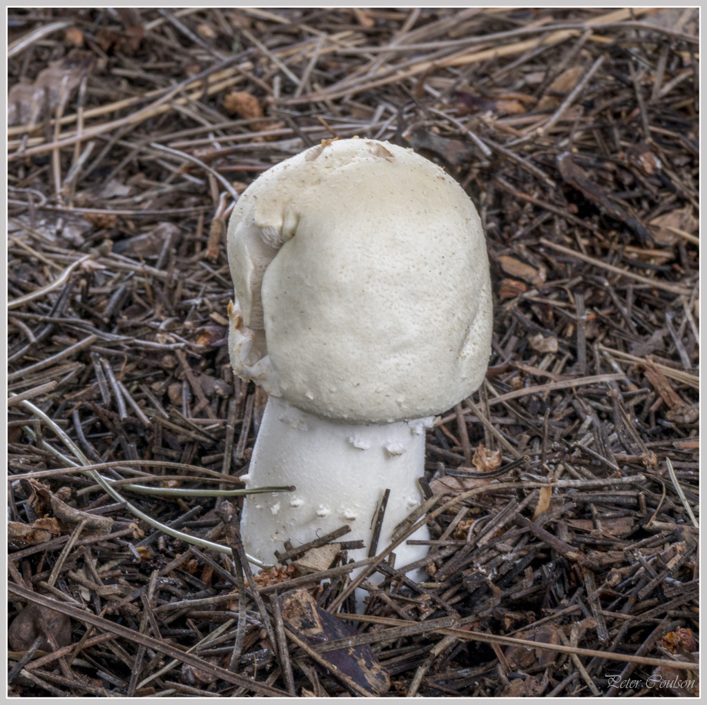 Horse Mushroom by pcoulson