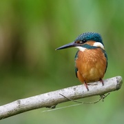 21st Sep 2016 - Male Kingfisher