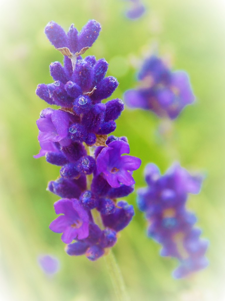 Lavender by flowerfairyann