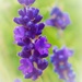 Lavender by flowerfairyann