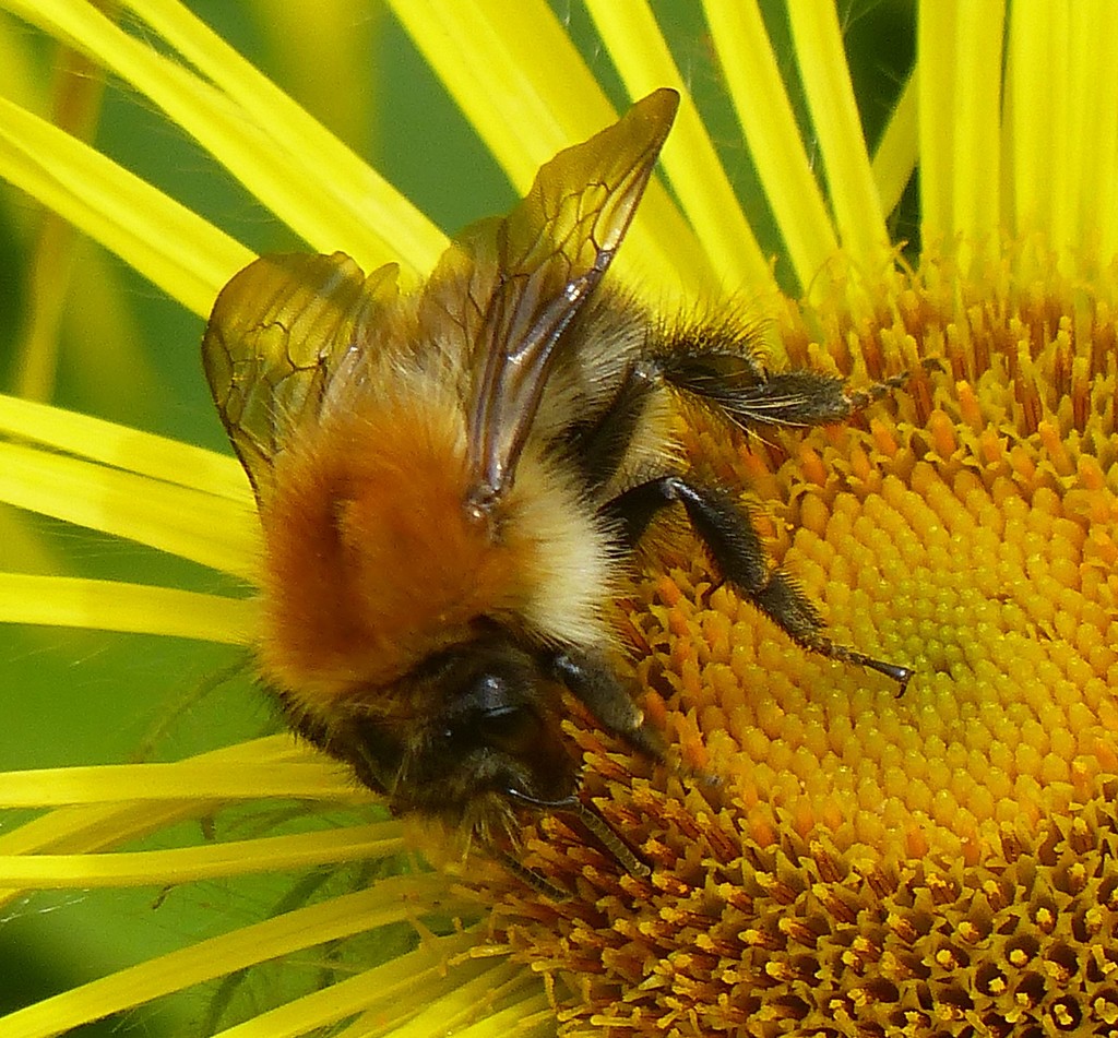Bee on Yellow Daisy by susiemc