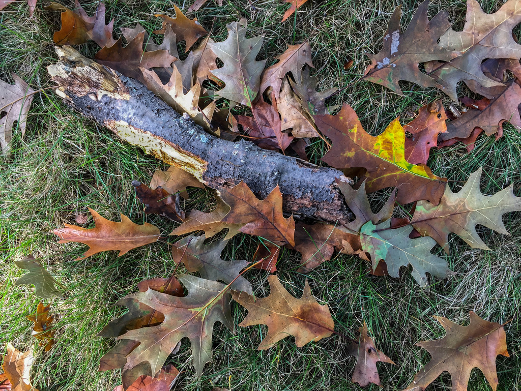 Fallen Oak by loweygrace