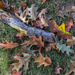 Fallen Oak by loweygrace