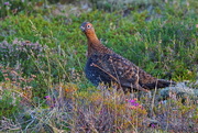 20th Sep 2016 - RED GROUSE