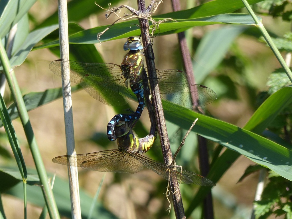 Hawker Dragonflies Mating by susiemc