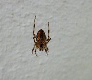 11th Sep 2016 - Spider on the wall