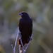 backlit blackbird by amyk