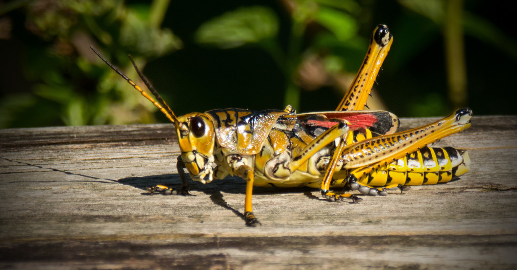 Giant Grasshopper! by rickster549